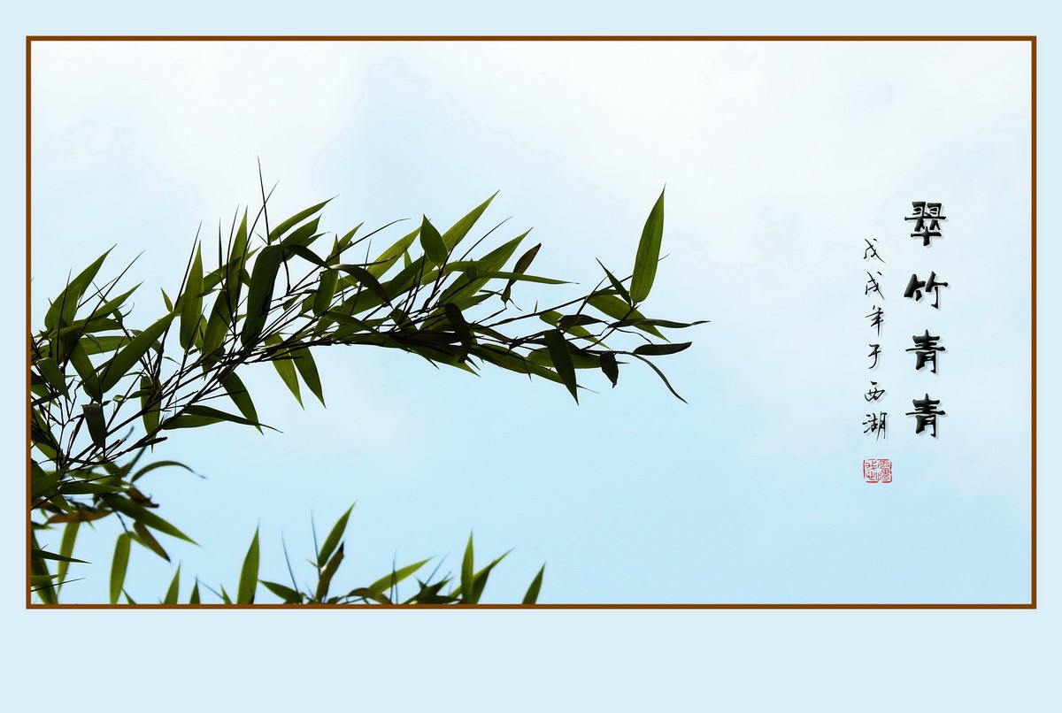 杭州瘦竹更幽雅