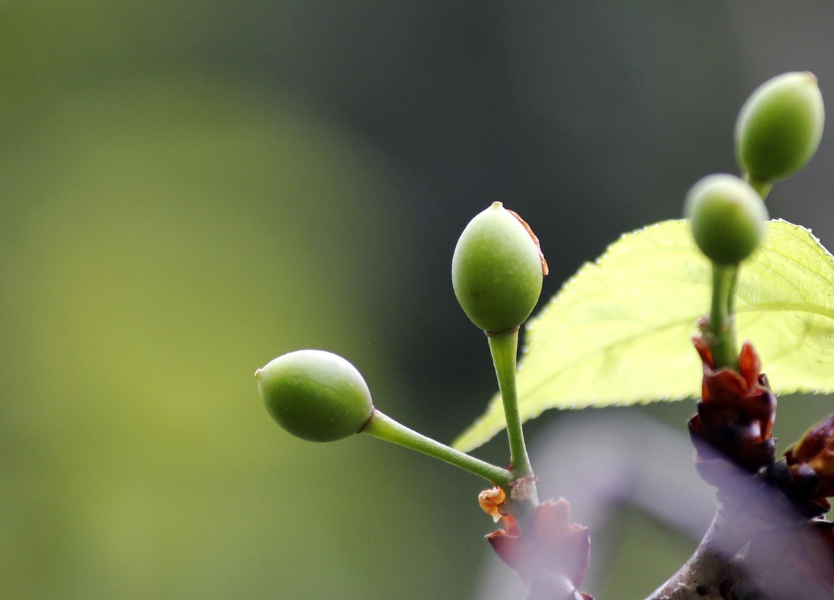 樱桃幼果
