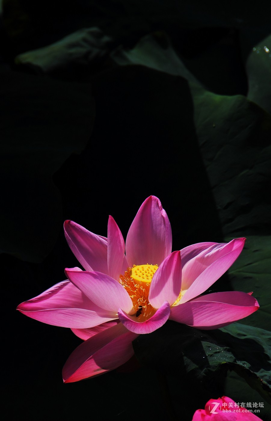 竖版荷花
