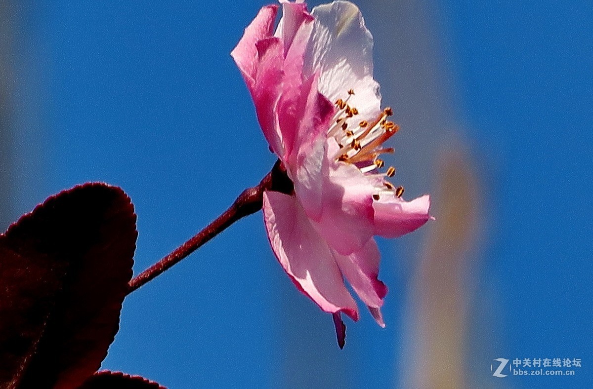 最早开放的海棠花