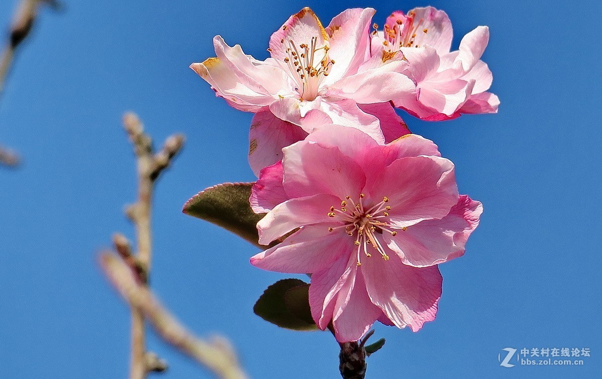 最早开放的海棠花