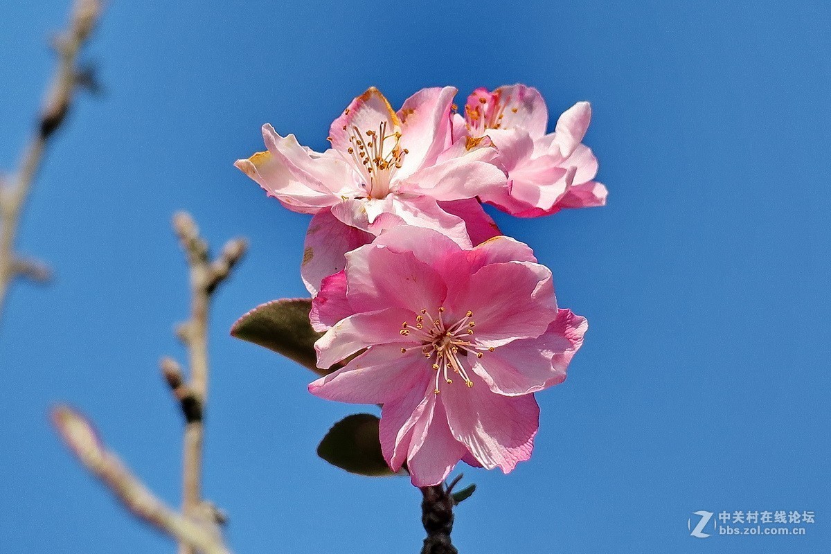 最早开放的海棠花