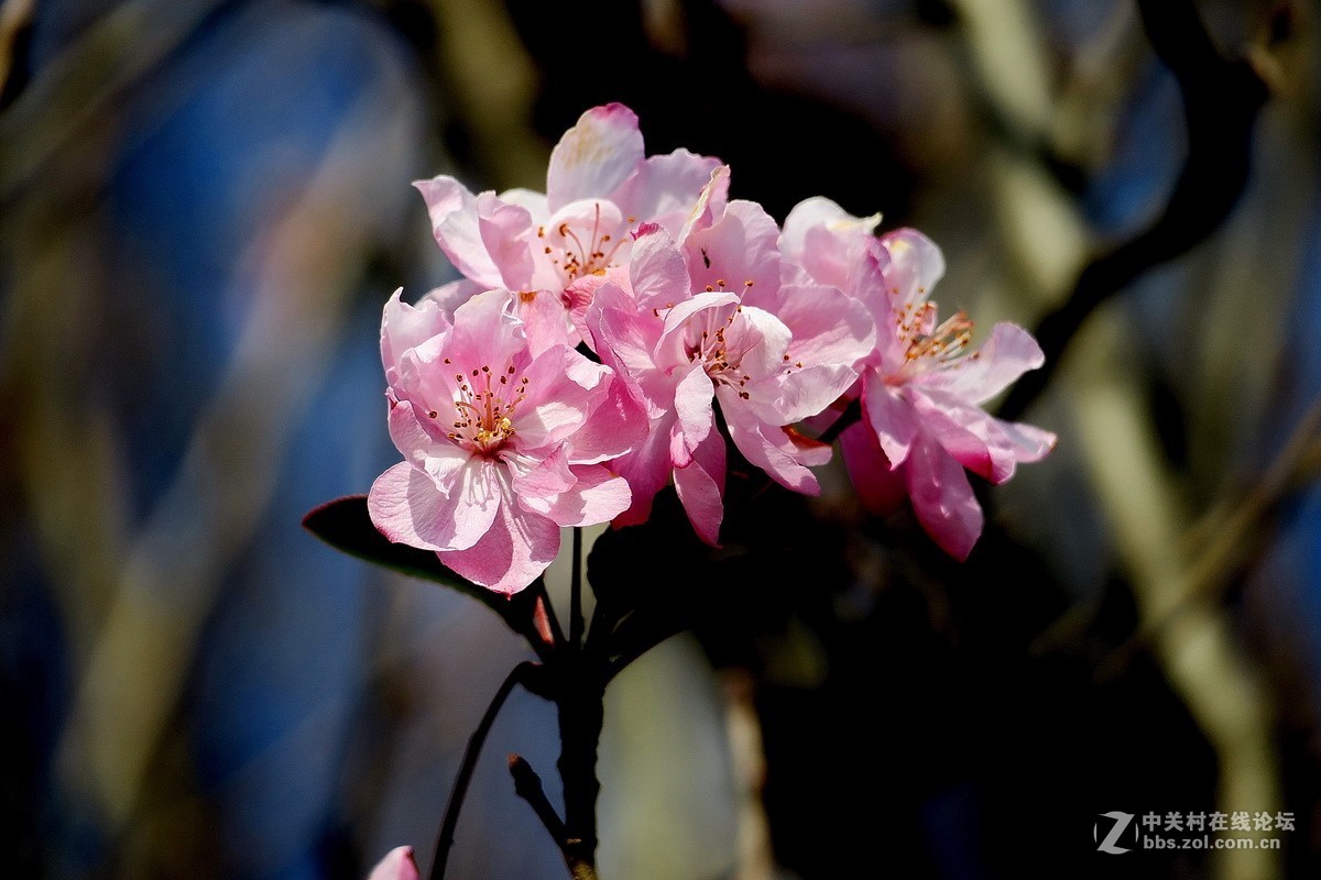 最早开放的海棠花