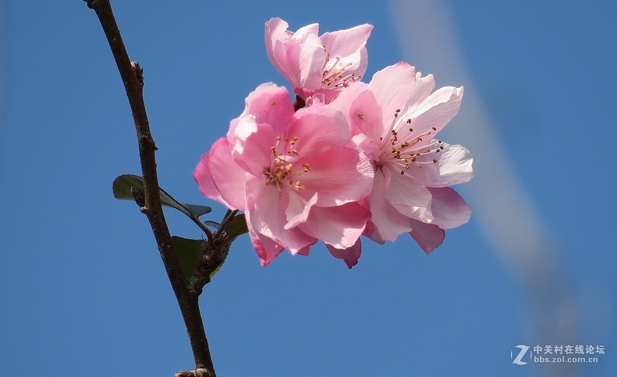 最早开放的海棠花