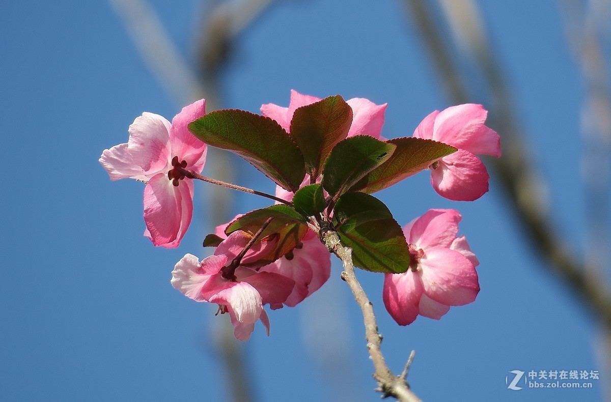 最早开放的海棠花