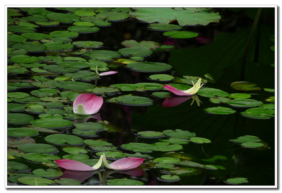 花自飘零水自流