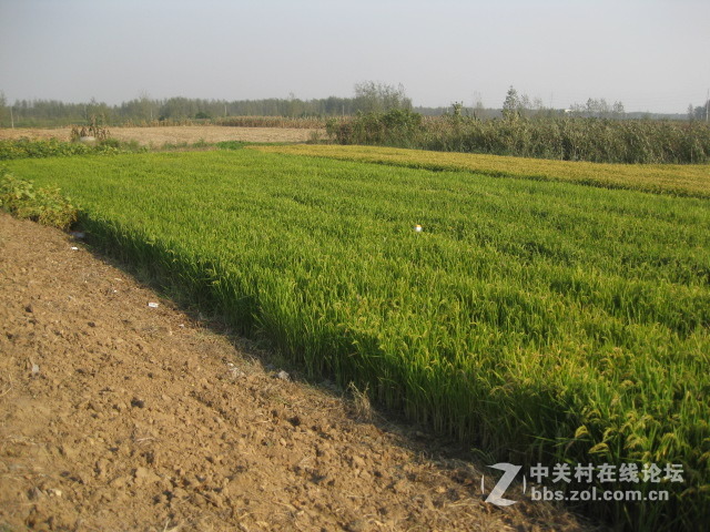 #ZOL国庆随手拍#绿黄相间的秋稻