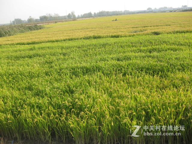 #ZOL国庆随手拍#绿黄相间的秋稻