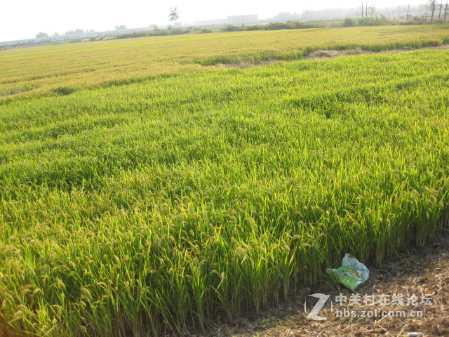 #ZOL国庆随手拍#绿黄相间的秋稻