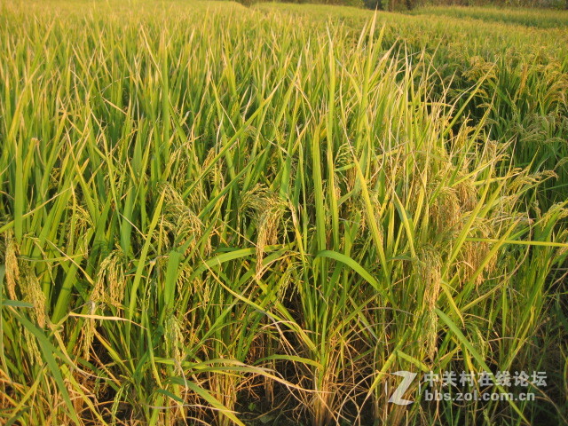 #ZOL国庆随手拍#绿黄相间的秋稻