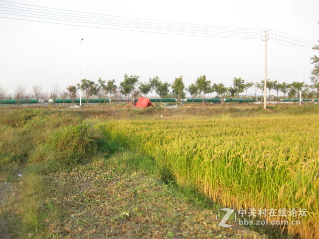 #ZOL国庆随手拍#绿黄相间的秋稻