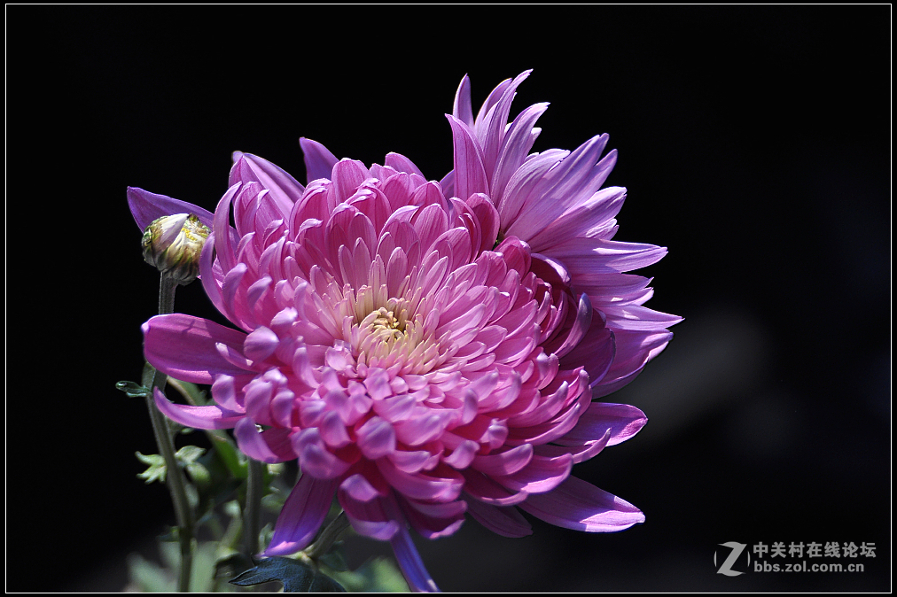 一组花卉庆新春