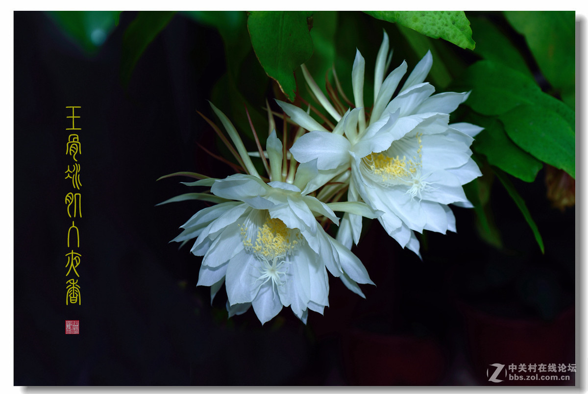 昙花