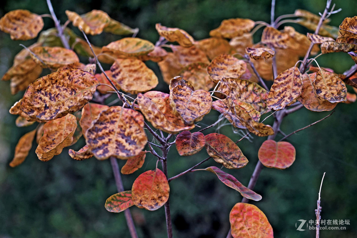 A7转接 super takumar 6x7 75/4.5 中画幅镜头  深秋红叶