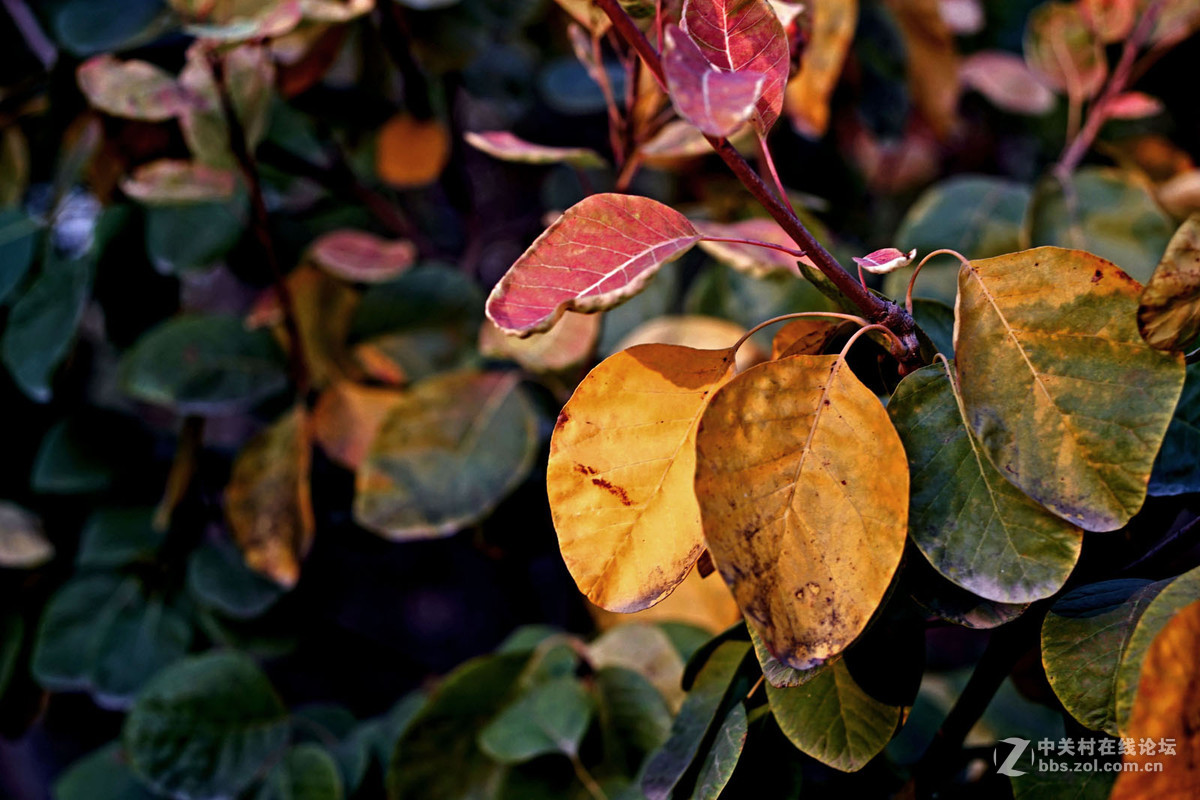 A7转接 super takumar 6x7 75/4.5 中画幅镜头  深秋红叶