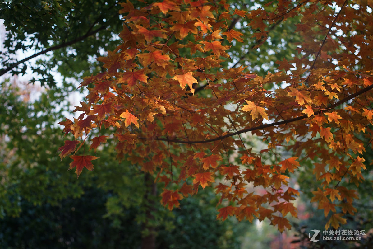 A7转接 super takumar 6x7 75/4.5 中画幅镜头  深秋红叶