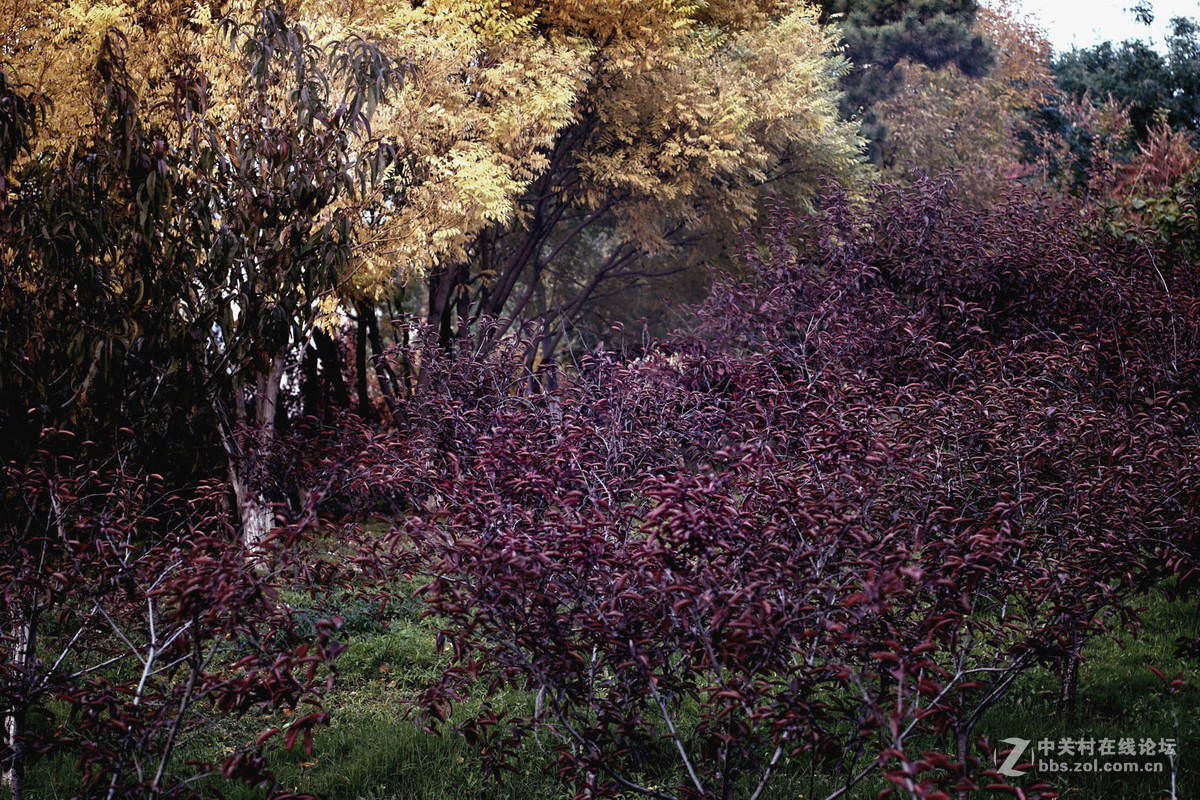 A7转接 super takumar 6x7 75/4.5 中画幅镜头  深秋红叶