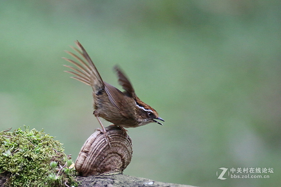 #佳能月赛-与佳能一起去踏青#五只菜鸟迎春来