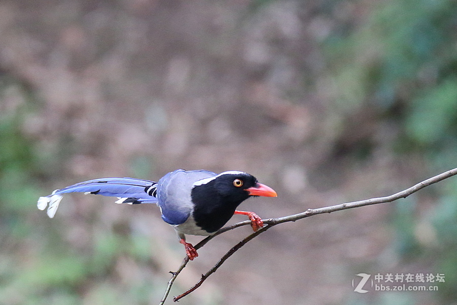 #佳能月赛-与佳能一起去踏青#五只菜鸟迎春来