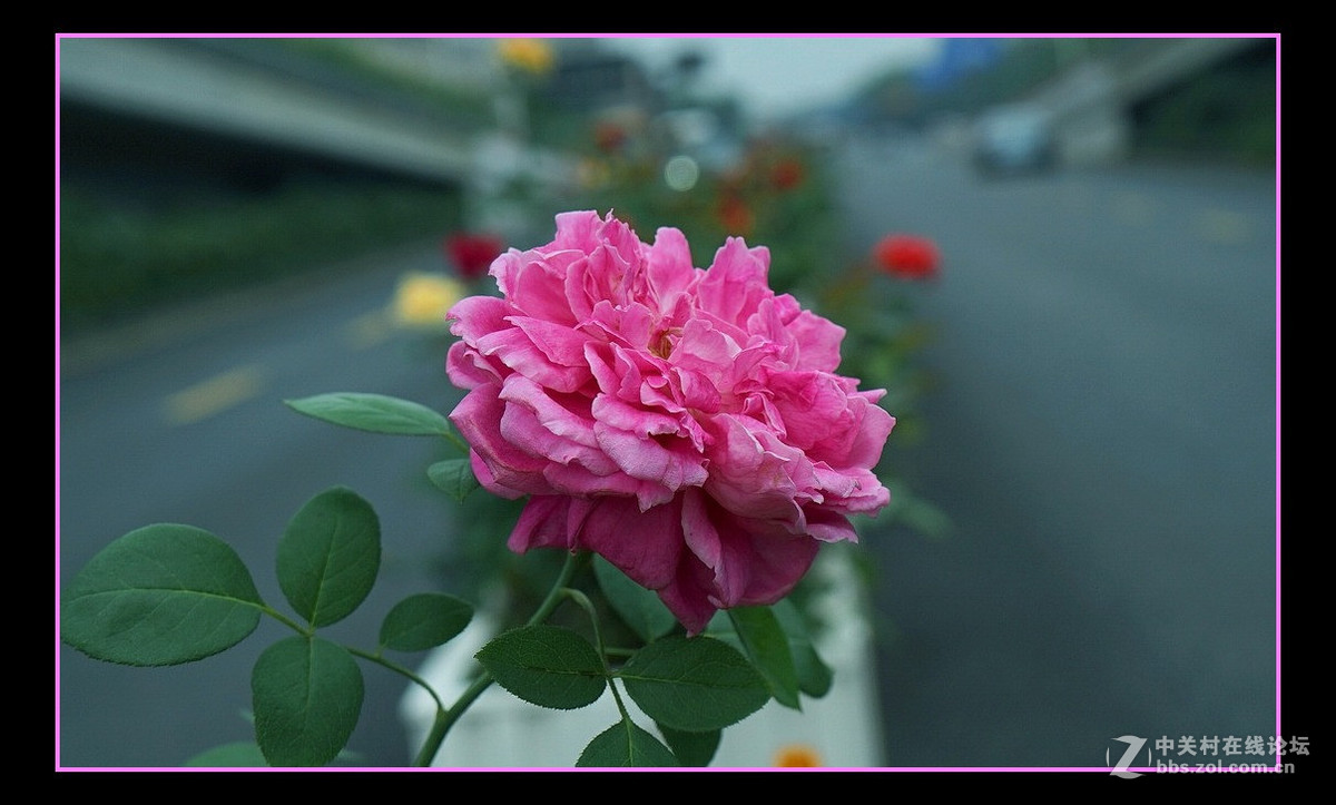 月季花，