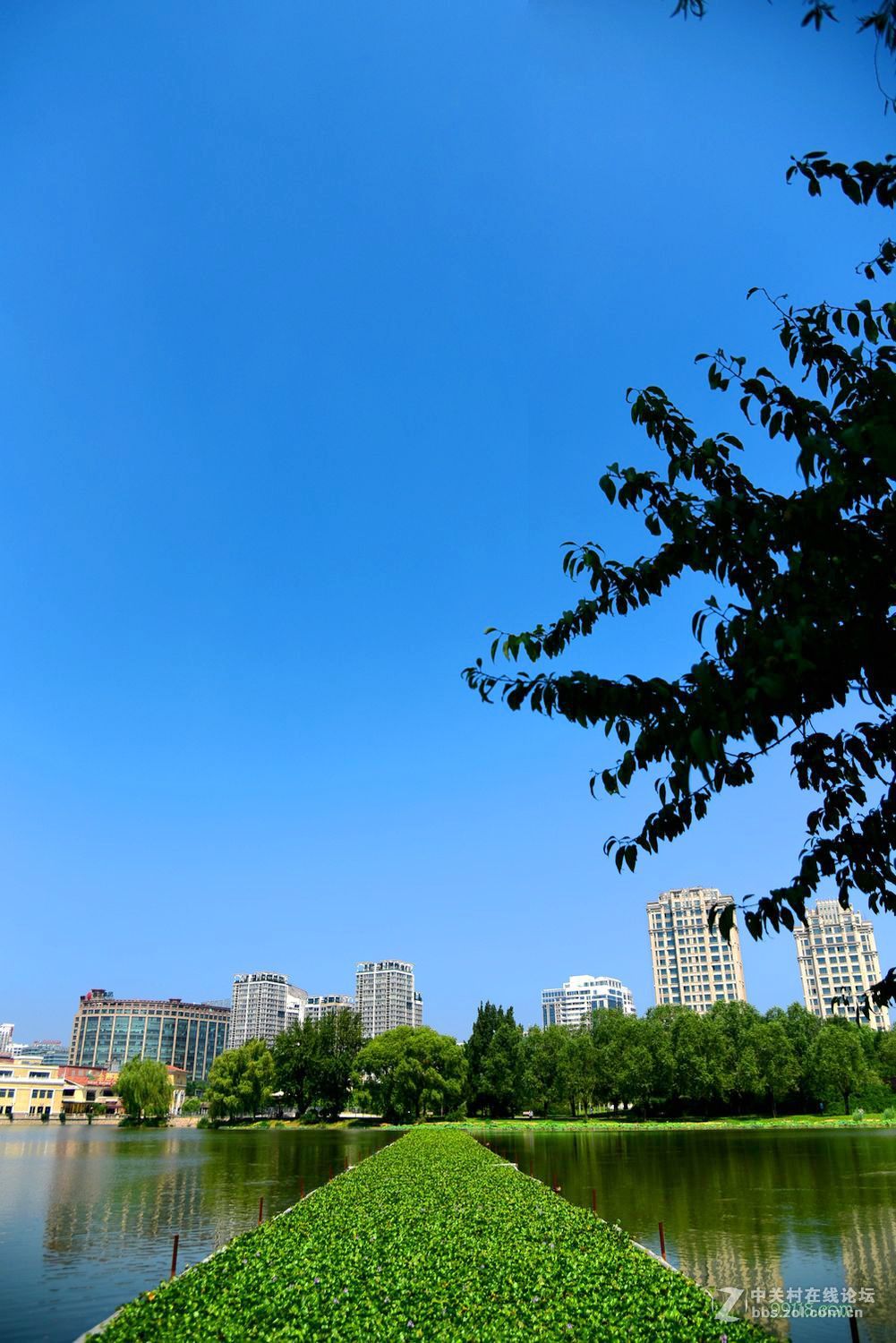 夏日风情中的公园美景