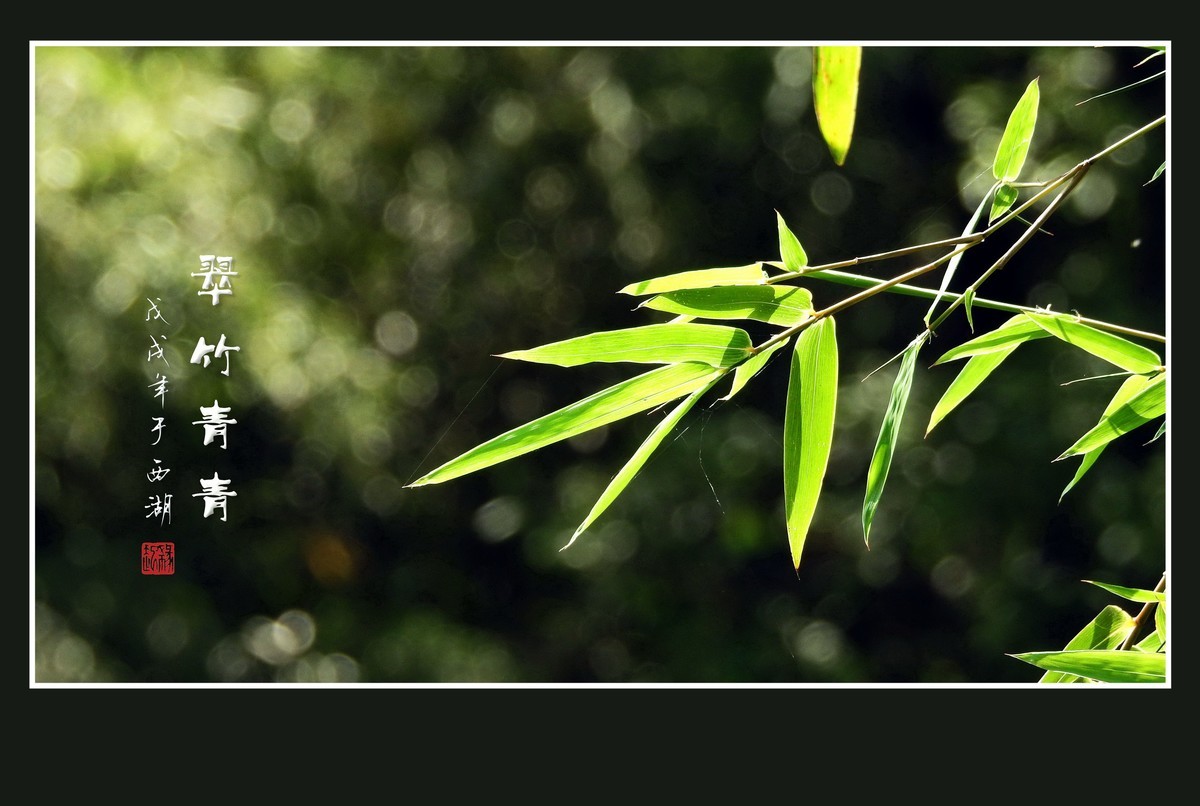 杭州瘦竹更幽雅