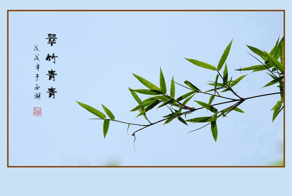 杭州瘦竹更幽雅