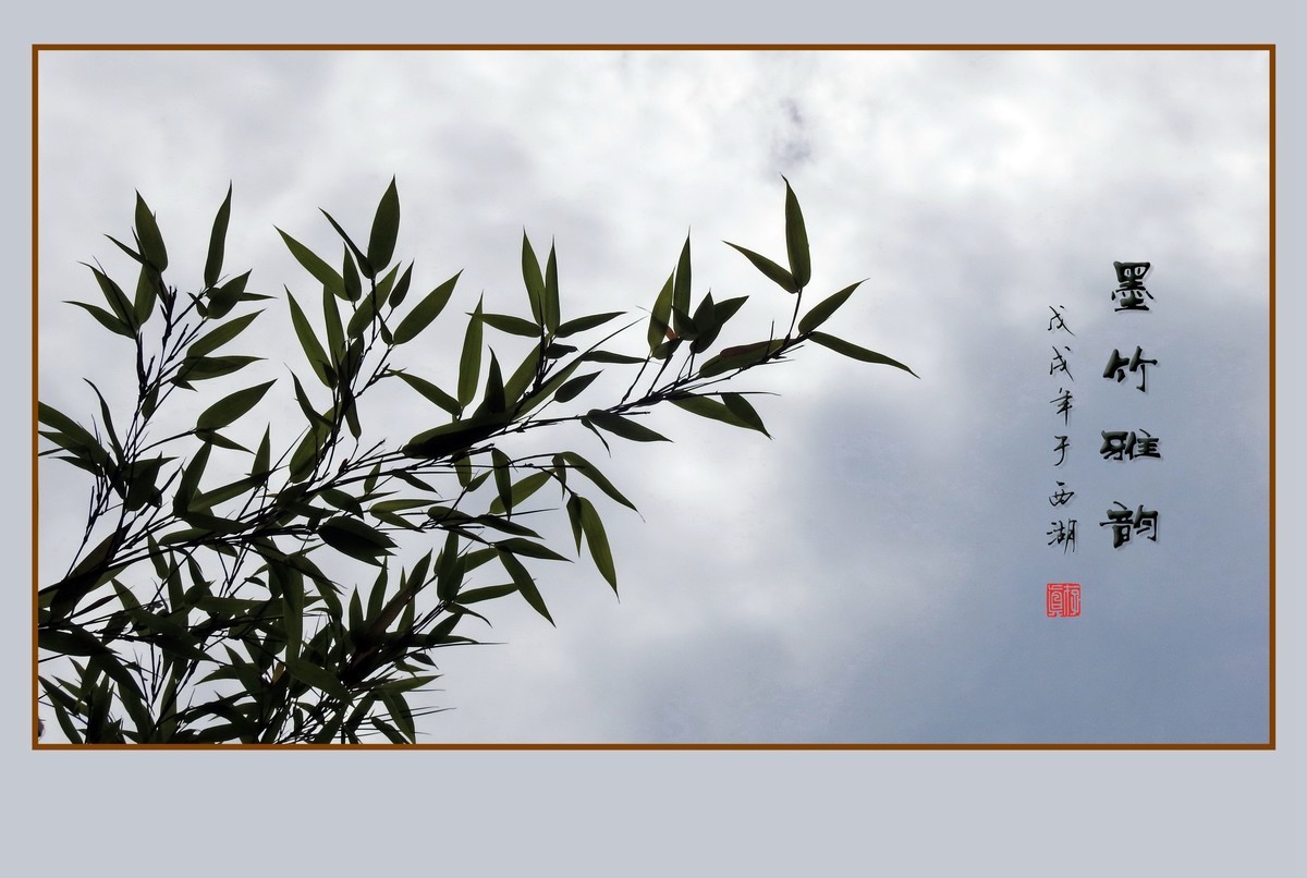 杭州瘦竹更幽雅