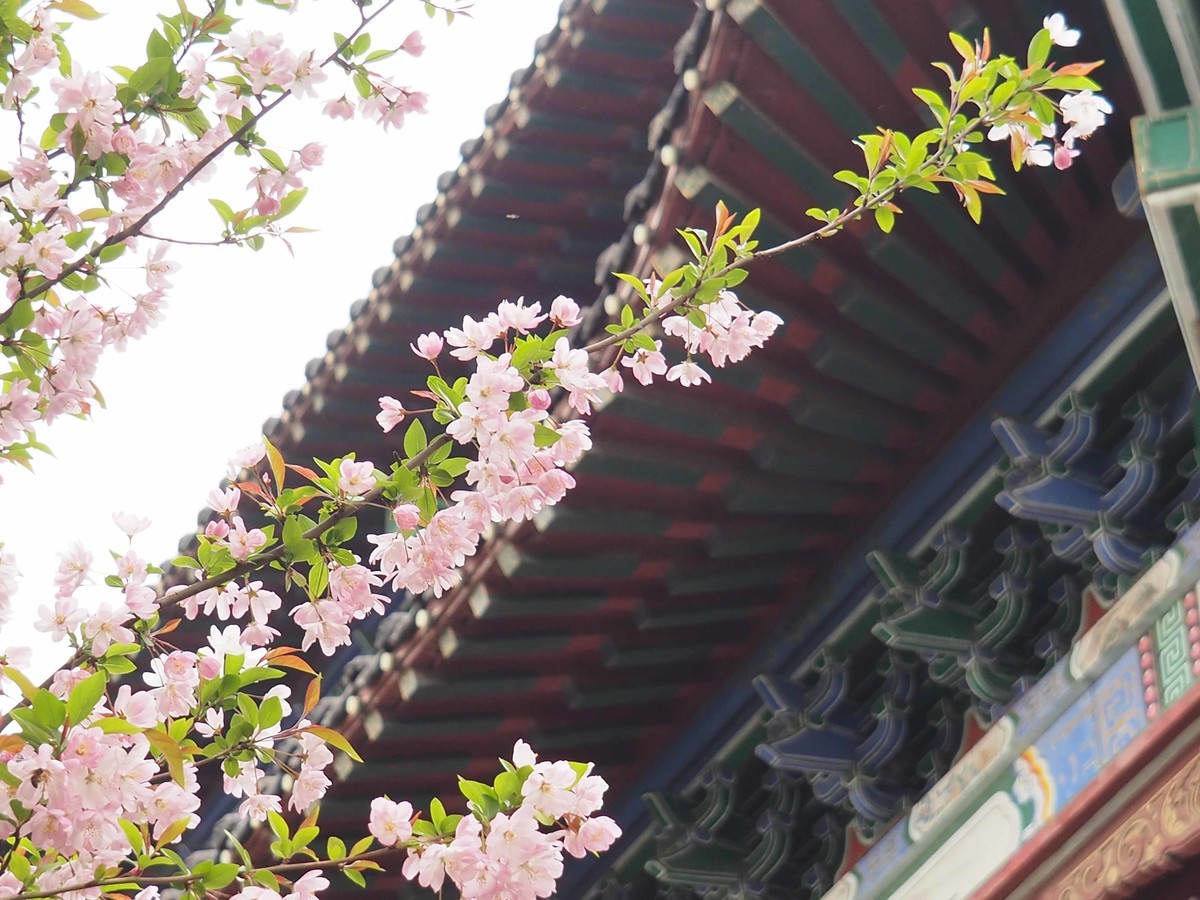 武大赏樱花