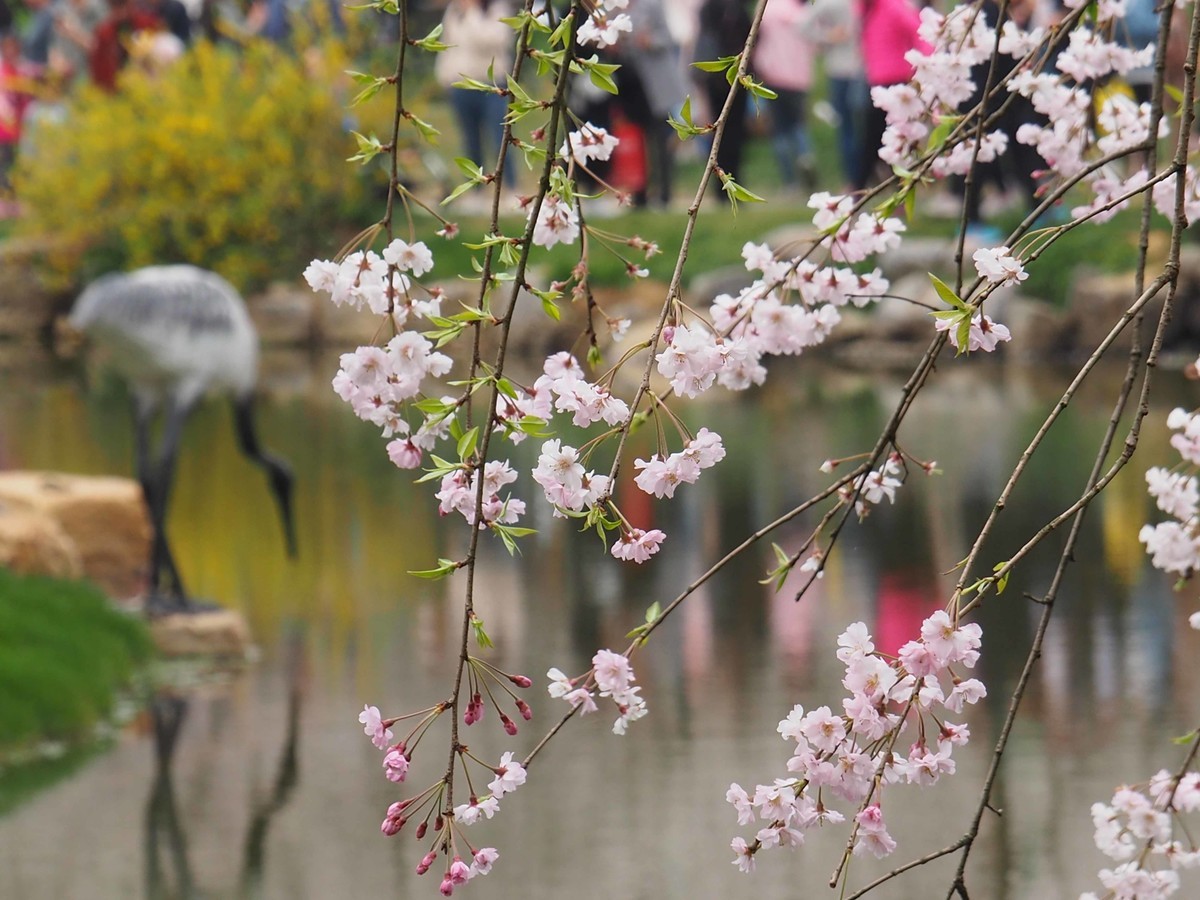 武大赏樱花