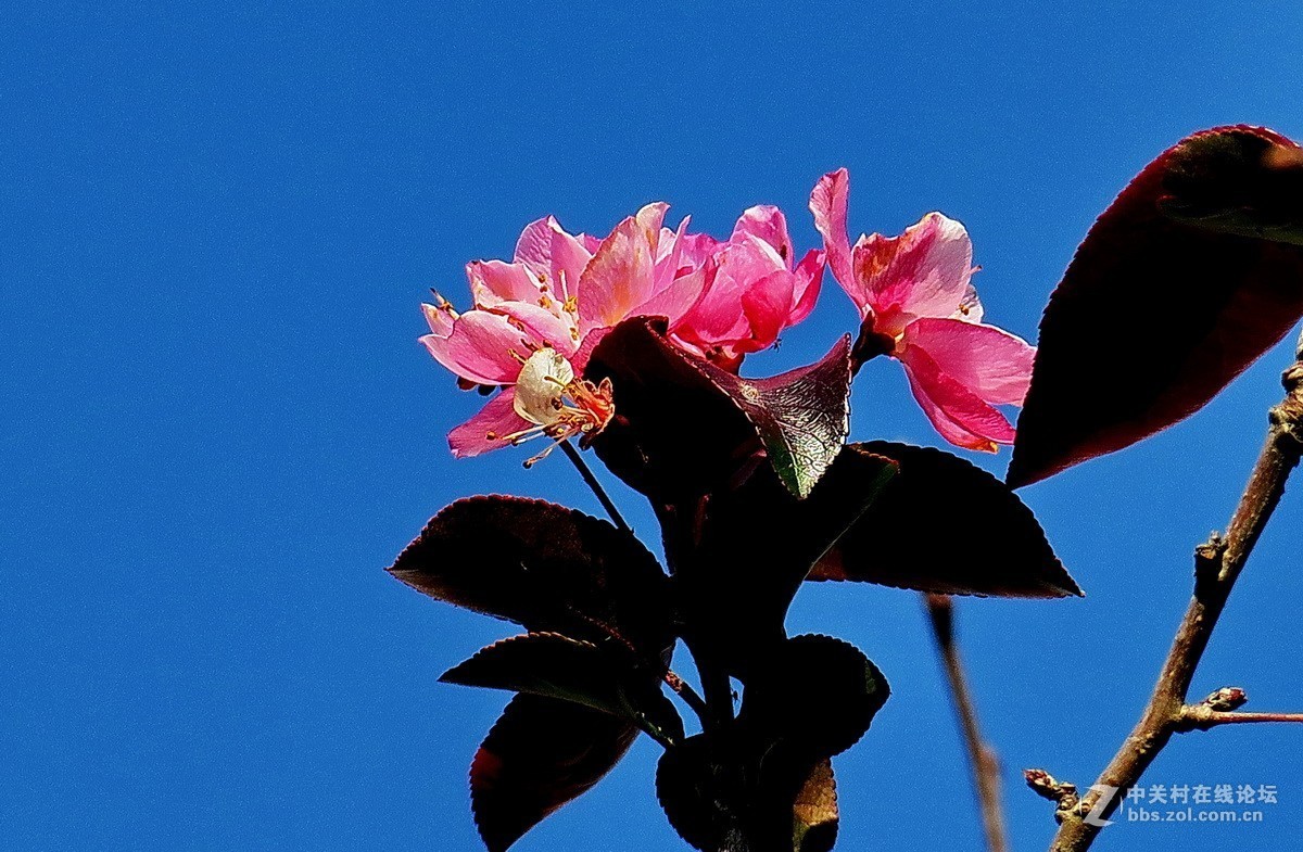 最早开放的海棠花