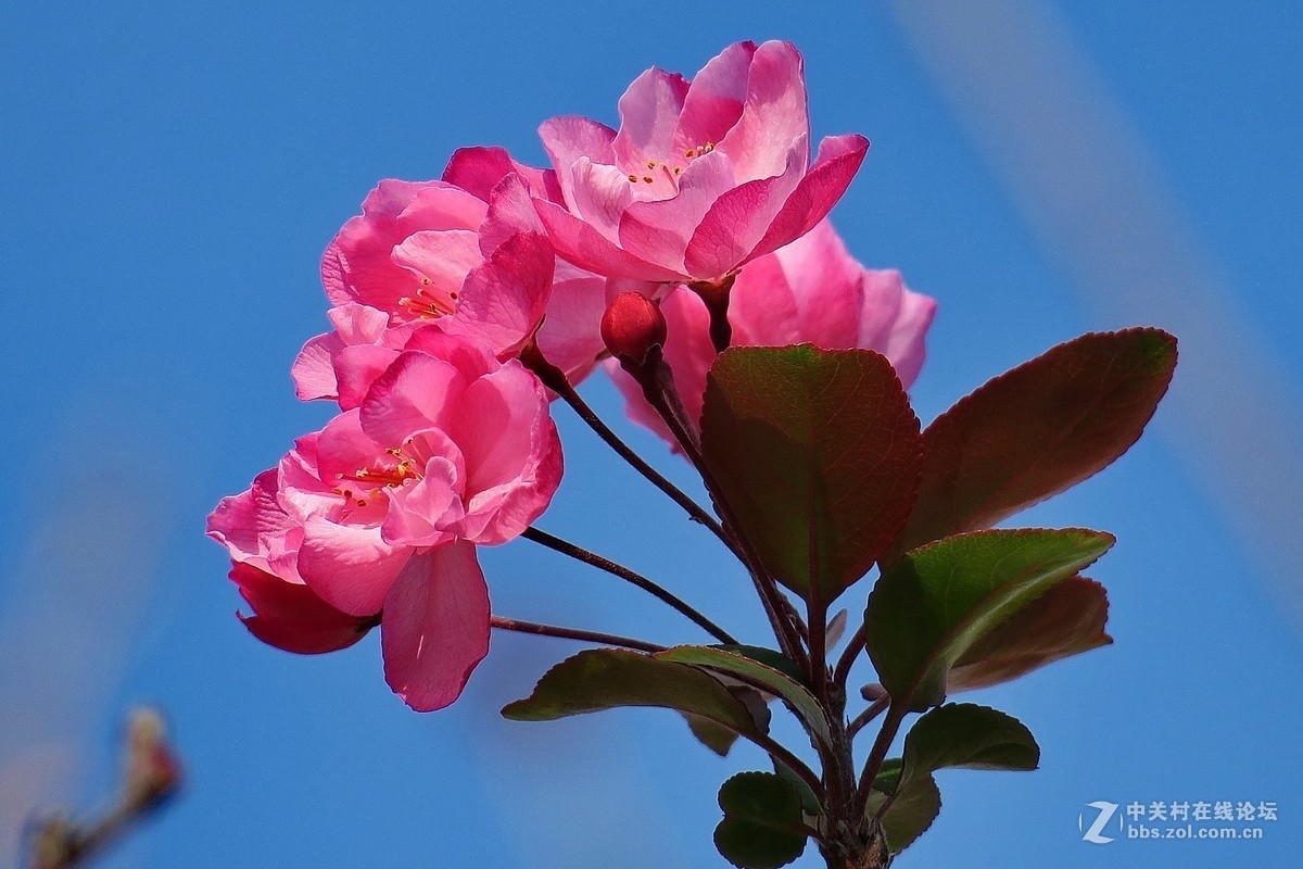 最早开放的海棠花