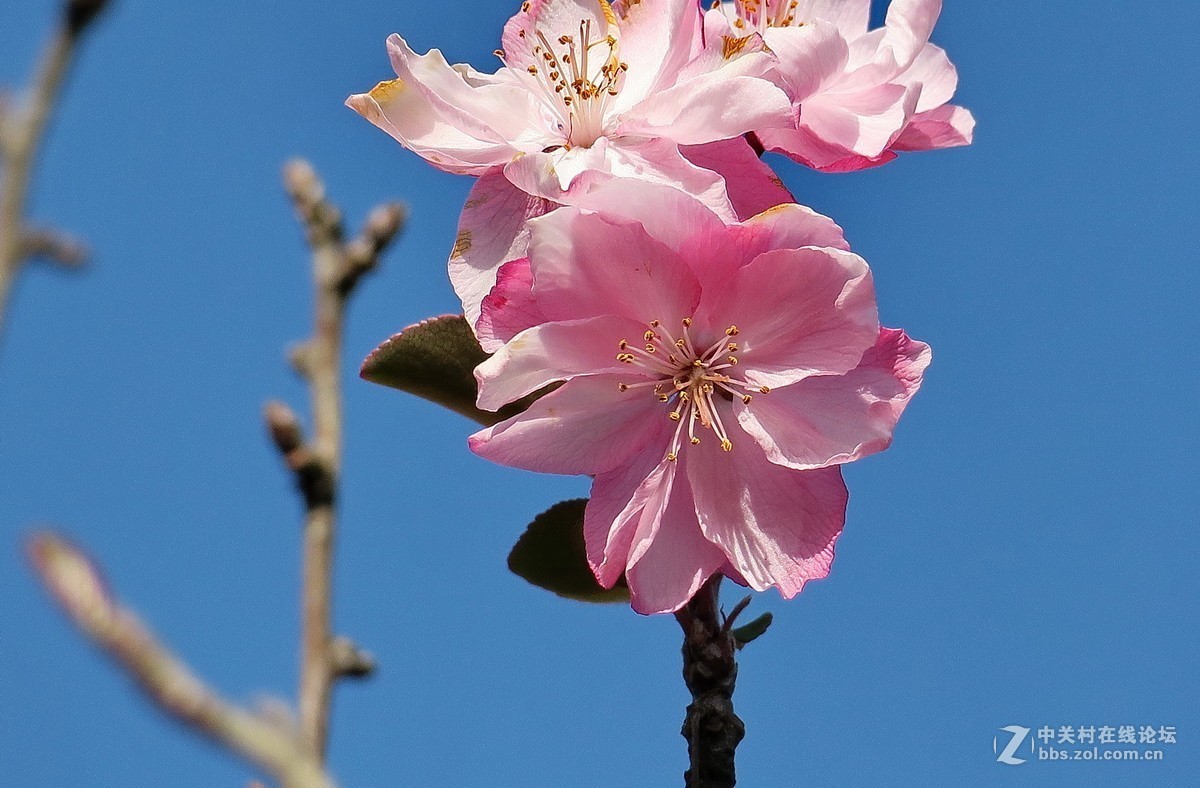 最早开放的海棠花