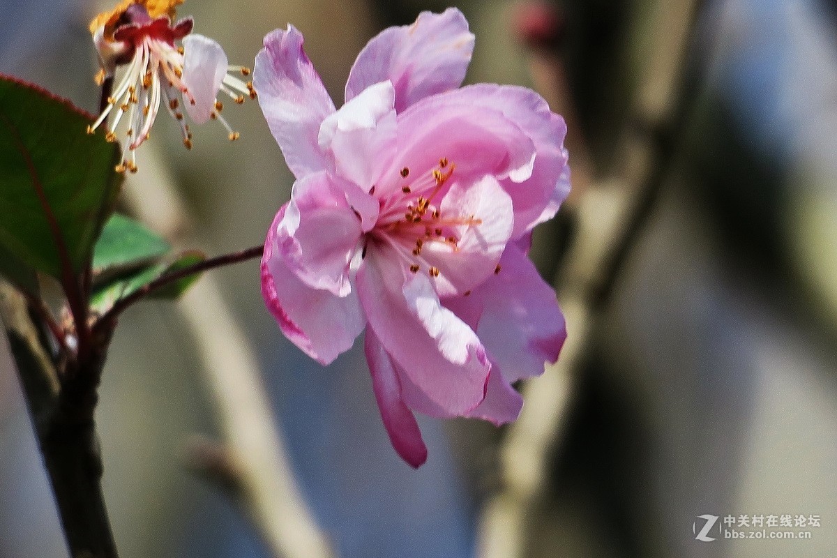 最早开放的海棠花
