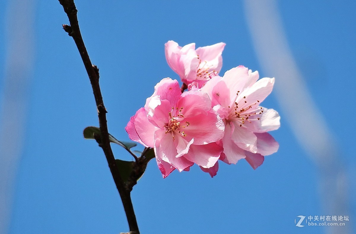 最早开放的海棠花