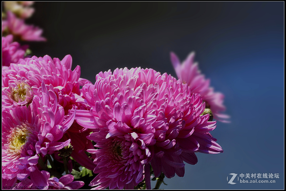 一组花卉庆新春