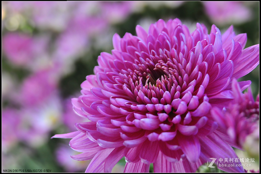 一组花卉庆新春