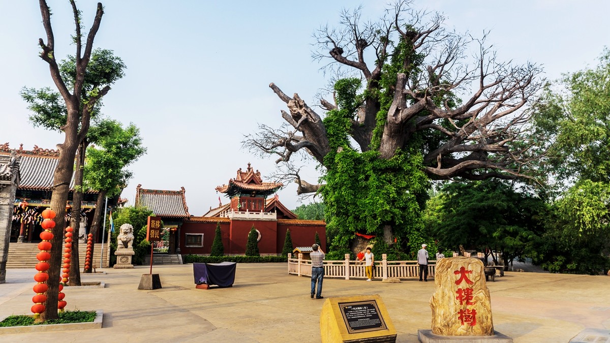 山西洪洞县大槐树3