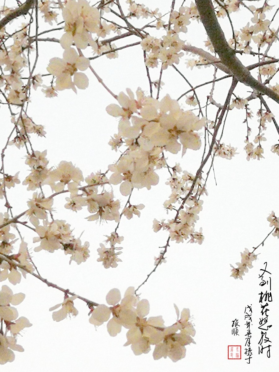 又到桃花怒放时