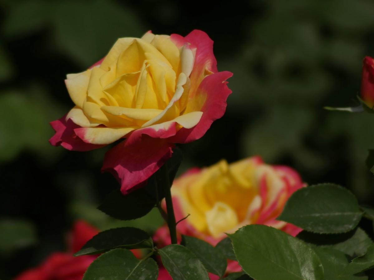 松下GX8转接威达75-300F5.6镜头试拍月季