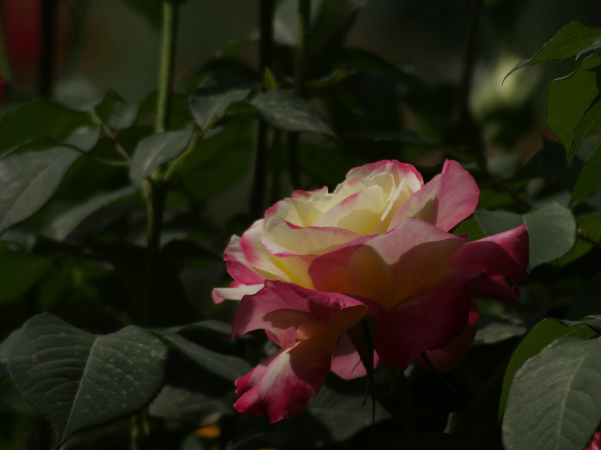 松下GX8转接威达75-300F5.6镜头试拍月季