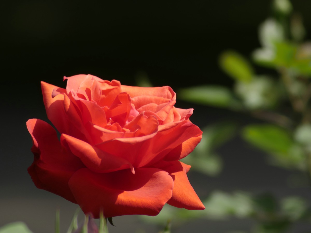 松下GX8转接威达75-300F5.6镜头试拍月季