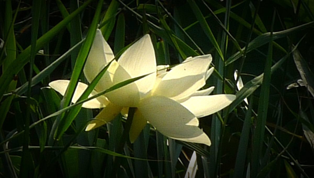 鲜为人知的无名园林