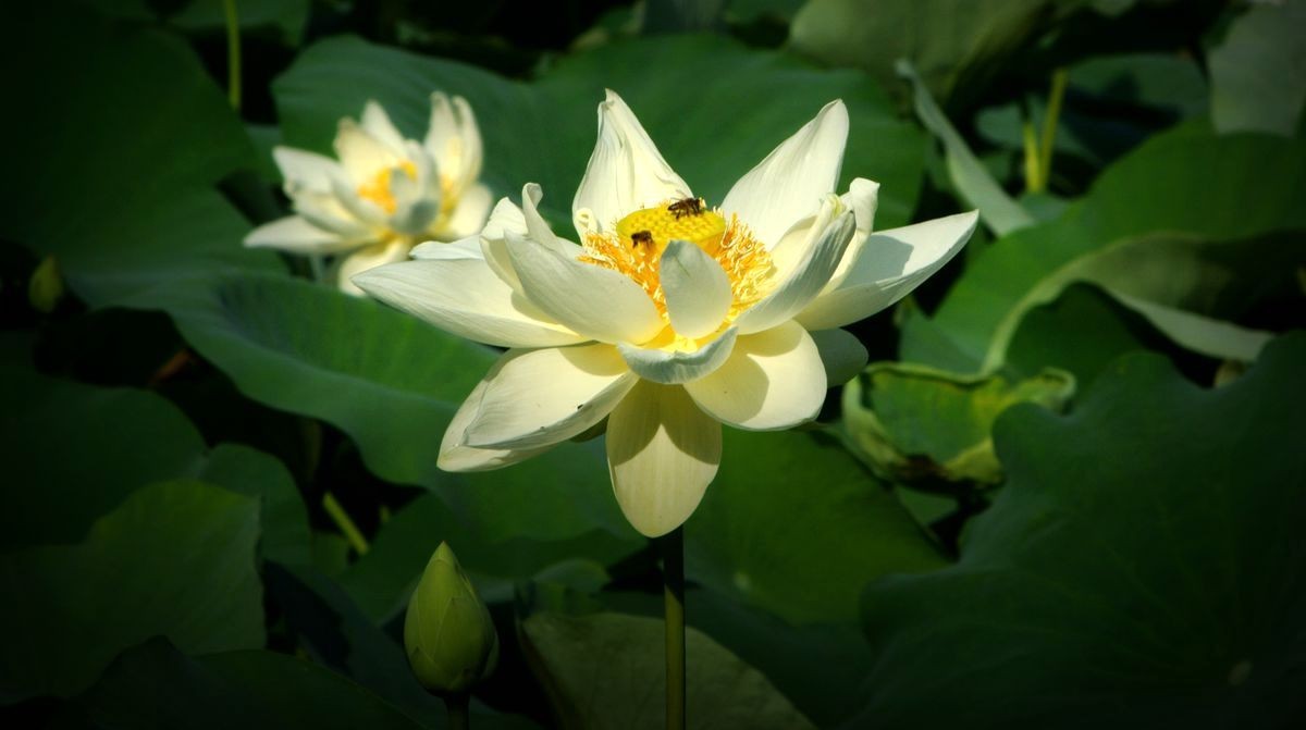 鲜为人知的无名园林