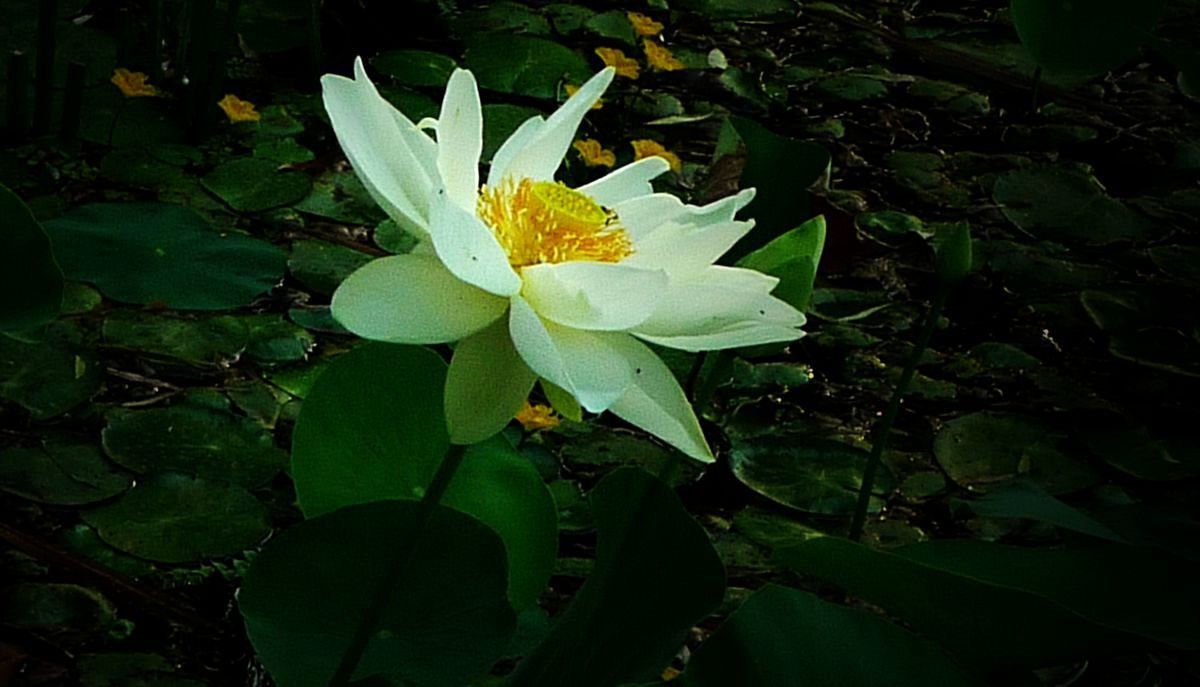 鲜为人知的无名园林