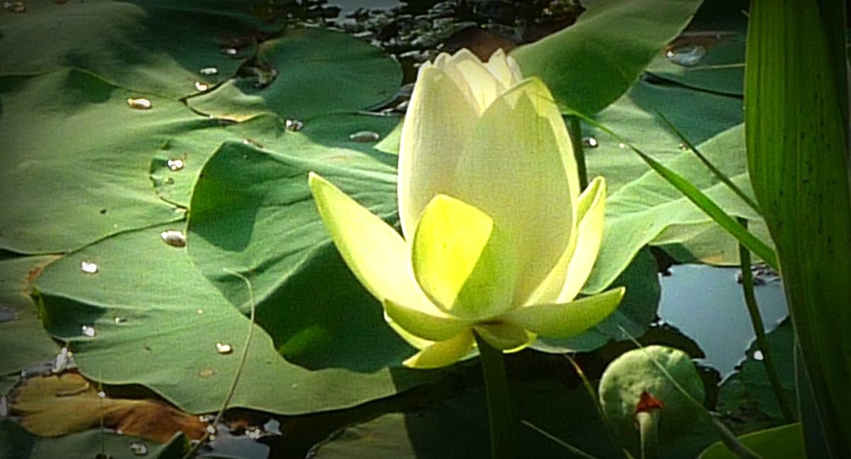 鲜为人知的无名园林