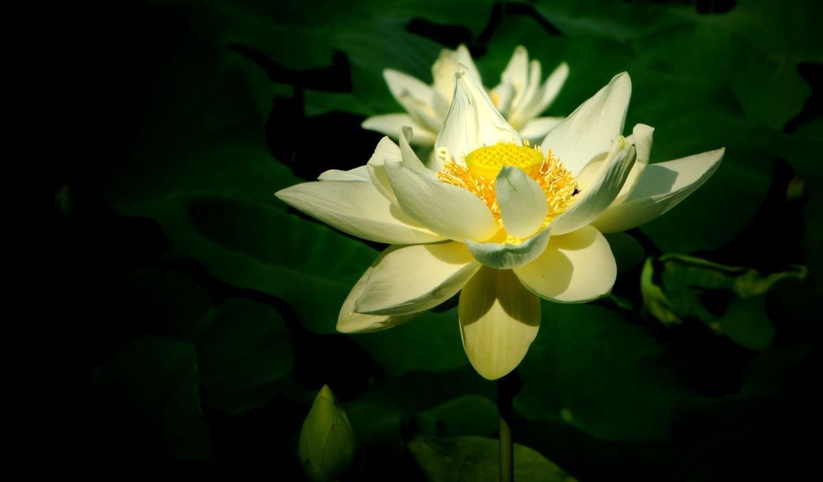 鲜为人知的无名园林