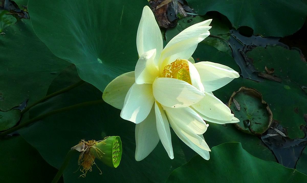 鲜为人知的无名园林