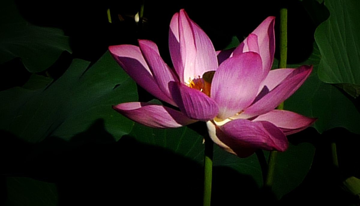 鲜为人知的无名园林