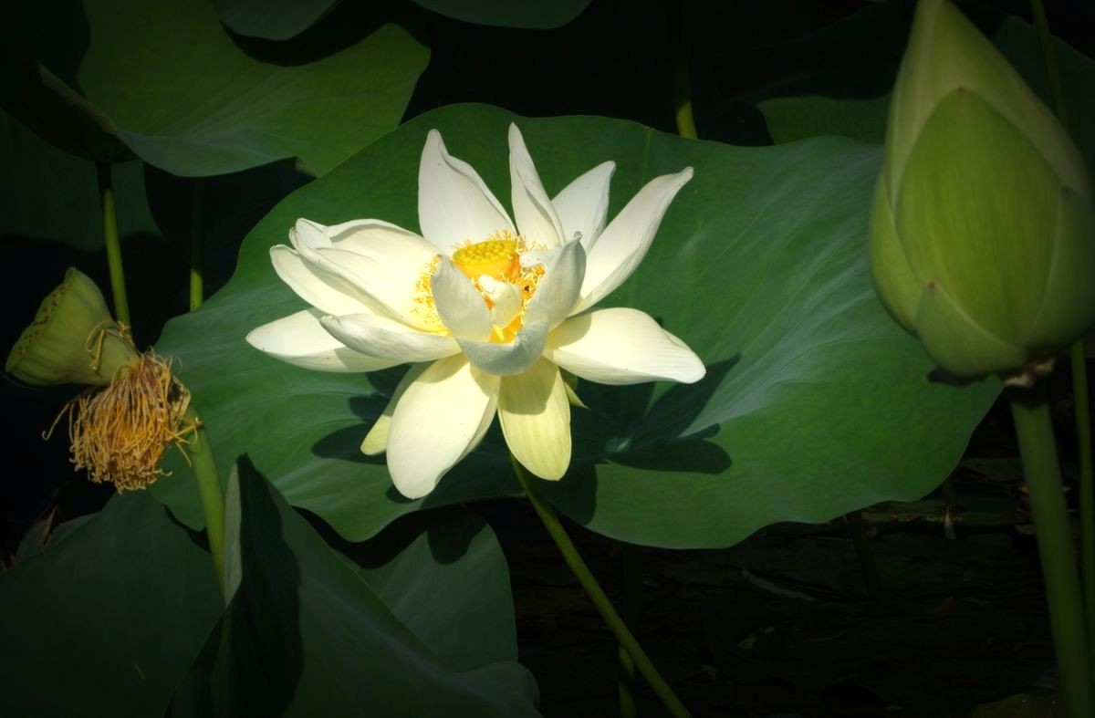 鲜为人知的无名园林